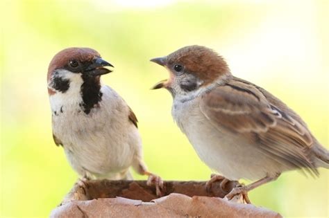 風水鳥|縁起の良い鳥15選！幸せを呼ぶ鳥・幸せを運ぶ鳥 